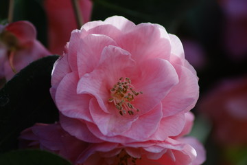 A pink petal of Camellia japonica 