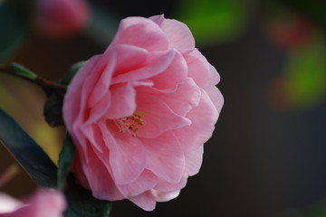 A pink petal of Camellia japonica 