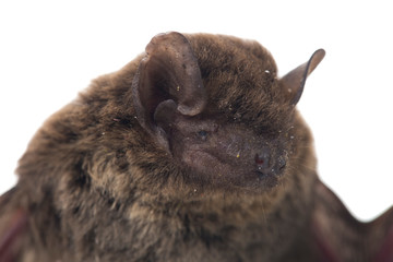 The common bent-wing bat, Schreibers' long-fingered bat, or Schreibers' bat (Miniopterus...