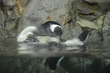 Gentoo penguin in zoo, Frankfurt am Main (Germany)