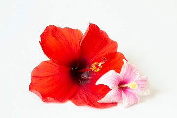 bright large flowers and buds of pink and white and red hibiscus isolated on white background