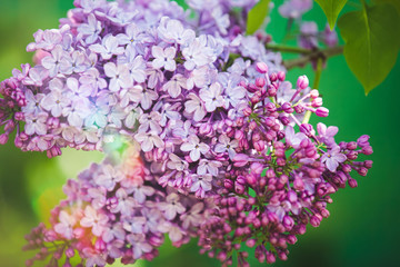 Common Purple Lilac (Syringa vulgaris) spring background