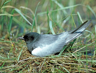 Weißfluegelseeschwalbe
