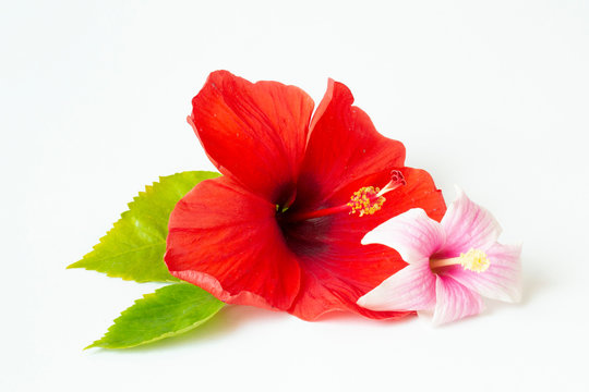 bright large flowers and buds of pink and white and red hibiscus with leaf isolated on white background