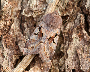 Hebrew Character Moth