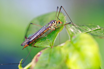 Ichneumon wasp resting on a green leaf, against an a natural out of focus natural background.