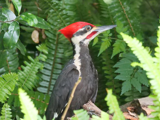 Pileated Woodpecker