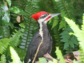 Pileated Woodpecker