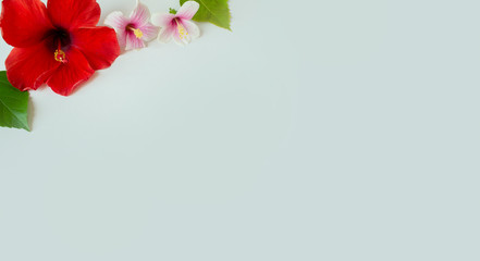 Modern white background with hibiscus flower for input the text in the middle. Top view, flat lay.