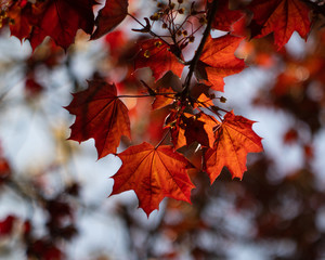 Red maple leaves on blurred background, early spring, London.