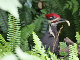 Pileated Woodpecker