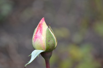 Unblown white rose bud