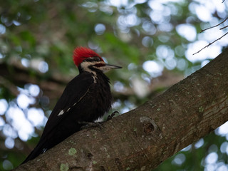 Pileated Woodpecker