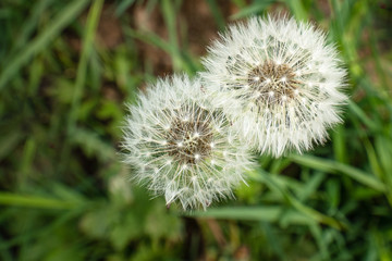 two lovely dandelion together on green gras background
