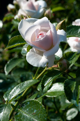pink rose with leaves