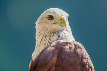 Close up Red hwak which white head and red feathers on dark green background