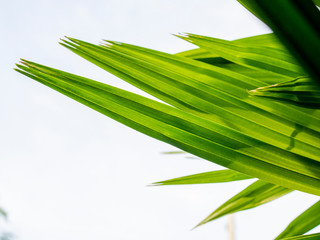 The end of palm leaf close up with white background.