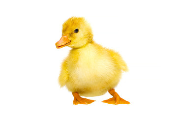 Newborn yellow duckling isolated on a white background. No shadows. One yellow duckling isolated on white background.