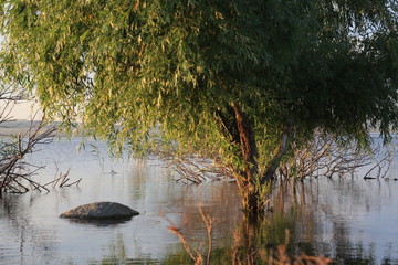 Grass, bushes and tree inside of the lake