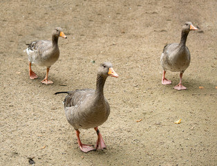 Ducks walking
