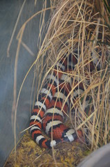Lampropeltis triangulum sinaloe in the zoo