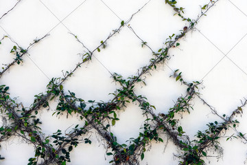 Green vines are trained to grow on a wire frame on a wall, and will create an elegant minimalist...