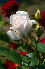 pink rose on green background