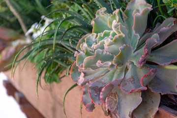 Close up of echeveria and aloe succulents and cacti in a window planter box providing colour and...