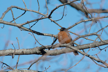 American Robin perched on a branch
