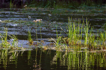 Summer morning sunlit grass with flowers on the background of the river