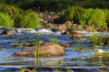 River rapids with a large boulder and grasses on a summer morning