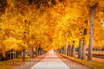 Trees during the autumn in Lucca, Tuscany, Italy