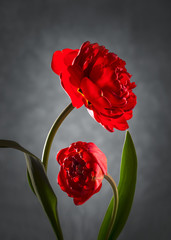 Image with tulips.