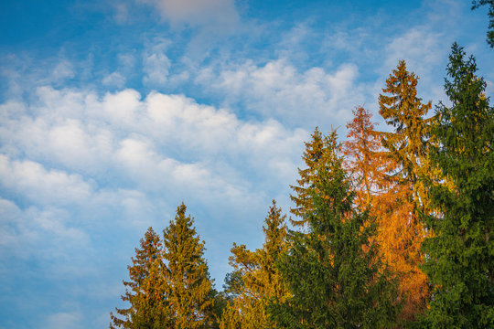 Spring sunset sky with white clouds and colorful forest