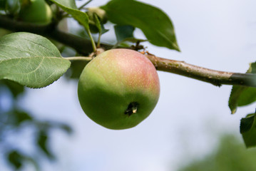 Red ripe apple on a branch against the background of green foliage.