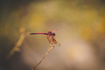 Close up image of a red dragon fly sitting on a twig by a pond in nature