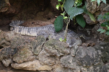 Close up of crocodile in the zoo