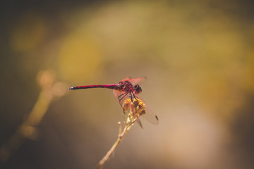 Close up image of a red dragon fly sitting on a twig by a pond in nature