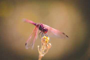 Close up image of a red dragon fly sitting on a twig by a pond in nature