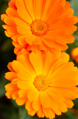 orange gerber daisy