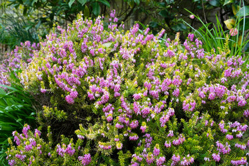 Obraz premium a bush of bell heather in a cottage garden U.K Erica cinerea 
