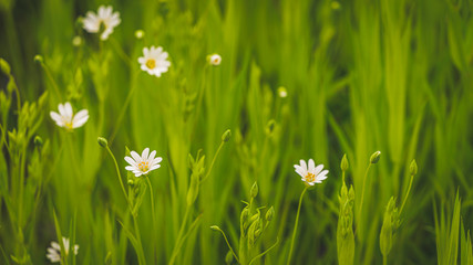 Green grass and white spring flowers
