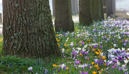 Spring. Crocus flowers. Westvierdeparten. Maatschappij van Weldadigheid Frederiksoord Drenthe Netherlands