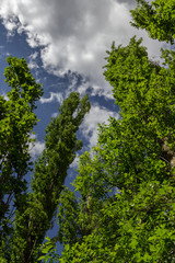 Obraz premium Views of the river and nature near Sepulveda (Spain)