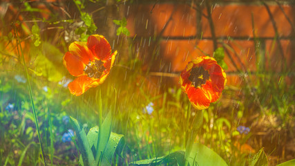 Blossoming red and yellow tulips with watering drops and rainbow in a garden at sunny day