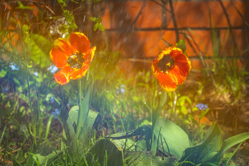 Blossoming red and yellow tulips with watering drops and rainbow in a garden at sunny day
