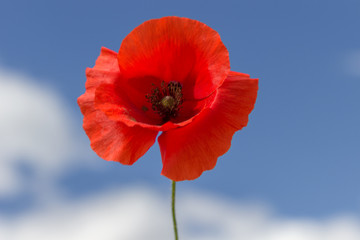 Beautiful red flower with the sky in the background