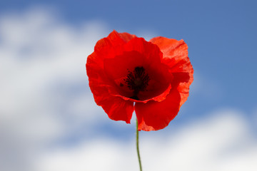 Obraz premium Beautiful red flower with the sky in the background