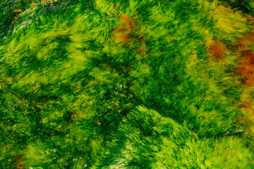 green algae in the sea water background