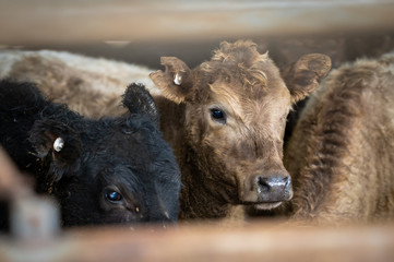Beef cows and calfs grazing on grass in south west victoria, Australia. eating hay and silage....